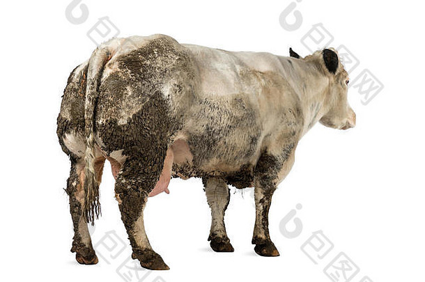 脏兮兮的怀孕比利时蓝母牛，白色隔离带