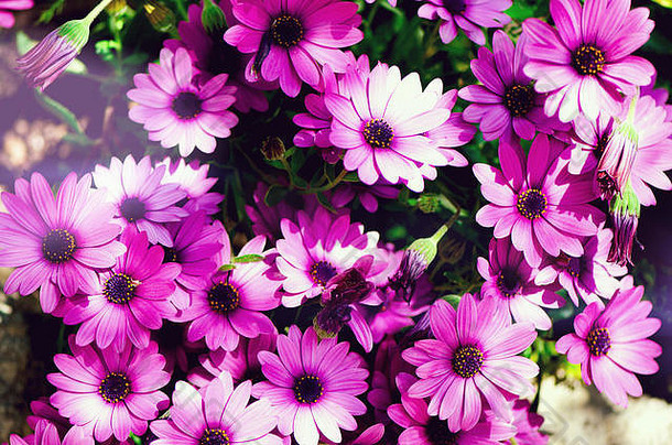 洋红双色，花冠混合背景。紫色和紫色的花。空间。春暖花开，夏日异国情调，阳光普照的妇女节理念。