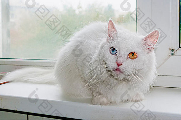 白色猫五彩缤纷的眼睛