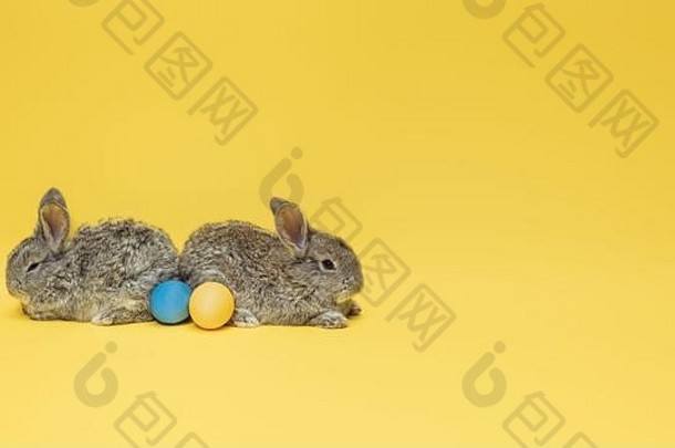 鸡蛋狩猎即将来临。可爱的复活节<strong>兔子</strong>靠近黄色工作室背景上隔离的彩蛋，广告传单。带有<strong>版</strong>权空间的贺卡。节日、春天、庆祝的概念。