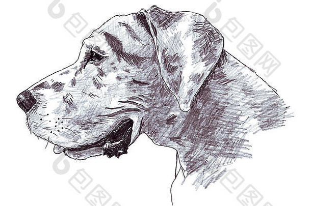 用钢笔和铅笔画的大丹犬头部的草图