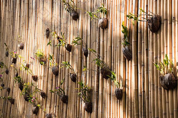 装饰墙竹子绿色植物