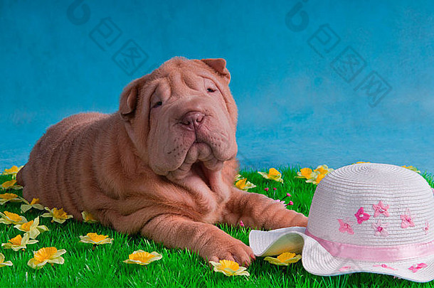有趣的小狗躺在草地上，带着鲜花等着它的主人
