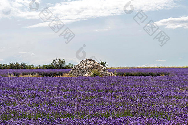石屋在紫罗兰薰衣草田中间。在盛开的季节，被鲜艳的紫色薰衣草线条包围的岩石堆，法国