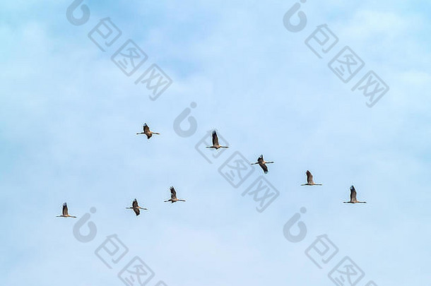 一群普通的鹤在多云的天空中飞翔