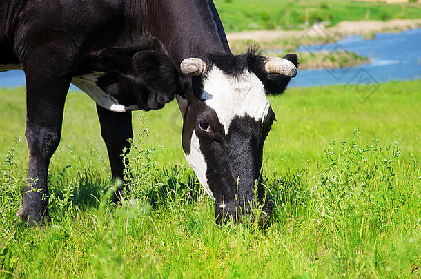 黑牛在草地上吃草