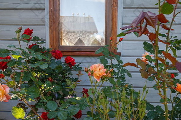 美丽的开花玫瑰布什窗口墙