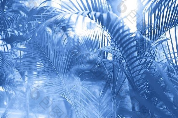 具有彩色波普艺术效果的棕榈树。带有漏光的复古风格照片。单色天空上的夏季棕榈树。空间。流行经典蓝色背景