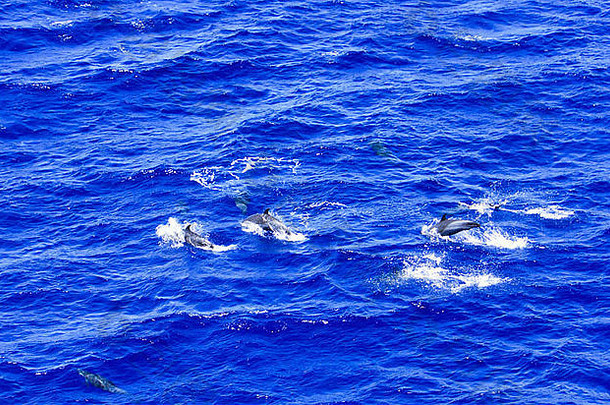 阿森松岛附近的海豚