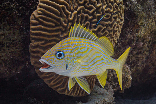 珊瑚礁中张口的黄鱼
