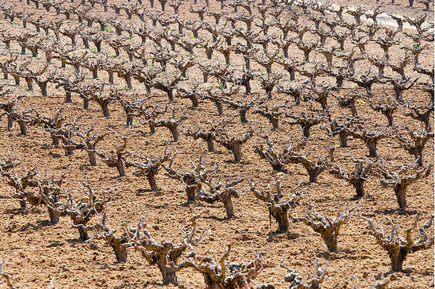 一个葡萄园，葡萄植物排成一行，准备种植以生产葡萄酒。帕福斯，塞浦路斯