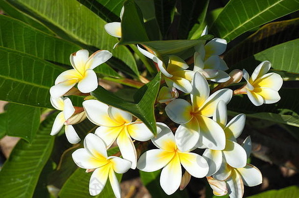 热带花鸡蛋花。树上有白色和黄色的鸡蛋花