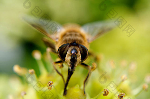 蜜蜂在喝花蜜