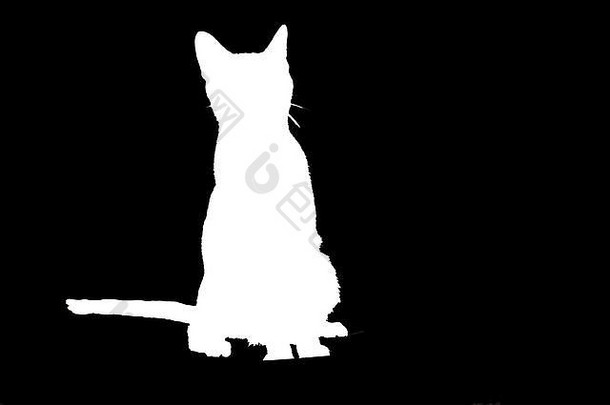 黑白猫插图