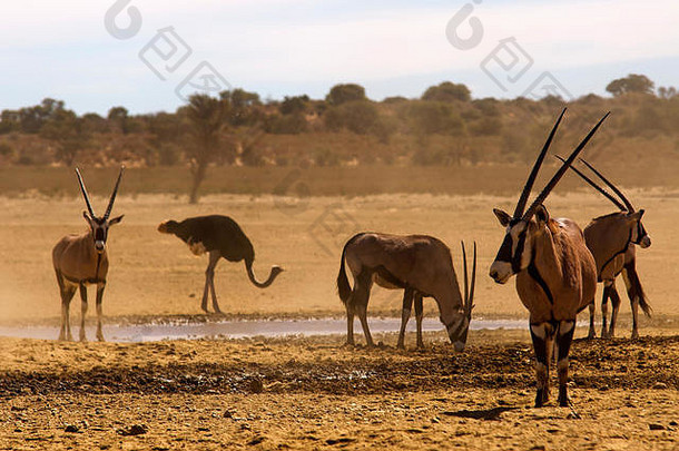 南非卡拉加迪跨国界公园一个水洞里的大羚羊和鸵鸟
