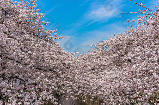 樱桃开花季节东京目黑河日本目黑河樱花节日