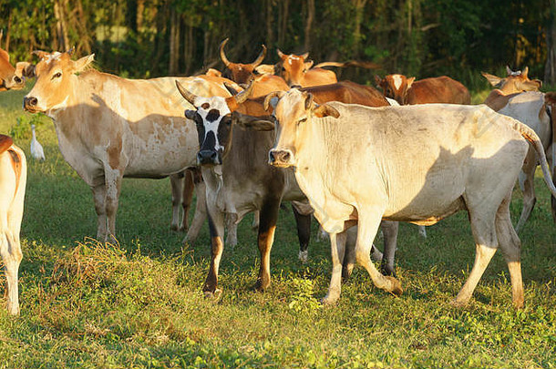 在沙巴马来西亚婆罗洲的热带牧场，奶牛在吃草。