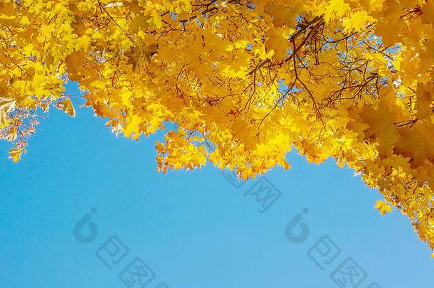 秋天树叶的黄色。在万里无云的蓝天下长着黄色叶子的树枝。空间。出身背景