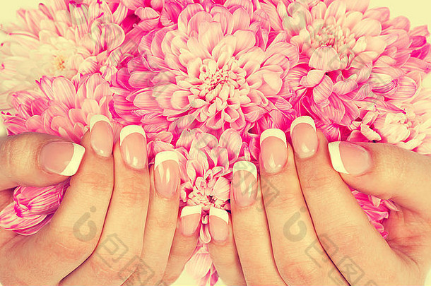 女手完美的法国修指甲持有粉红色的菊花古董颜色