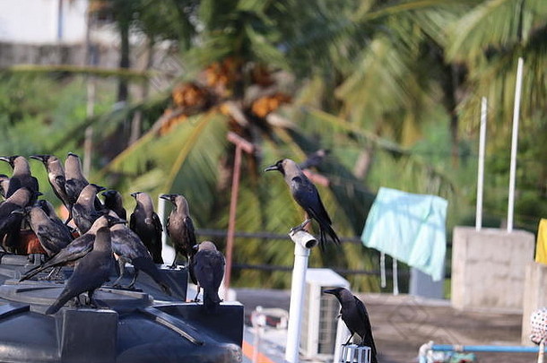 大自然中的一群黑乌鸦，大自然中的一群黑乌鸦。
