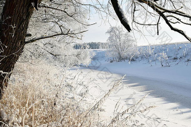冬季景观。芬兰南部霜冻天结冰的小河、树枝和植物。