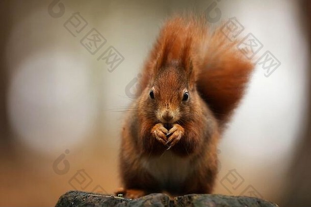可爱的红松鼠，长着<strong>尖尖</strong>的<strong>耳朵</strong>，吃着一颗坚果，背景是美丽的落叶林。松鼠（普通Sciurus vulgaris）