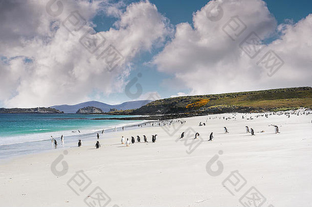 福克兰群岛风景优美，有宽阔的白色沙滩，碧绿的海水，没有人，但一群北根图企鹅看起来很好玩。