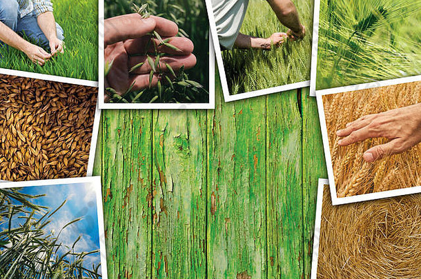 农业中的小麦种植图片拼贴，描述谷物作物生长和收获的照片集