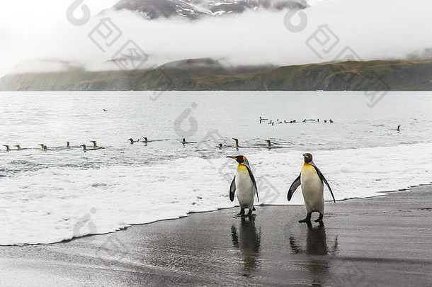 成人王企鹅Aptenodytes巴塔哥尼库斯走相机水的边缘黑色的沙子海滩南乔治亚州岛