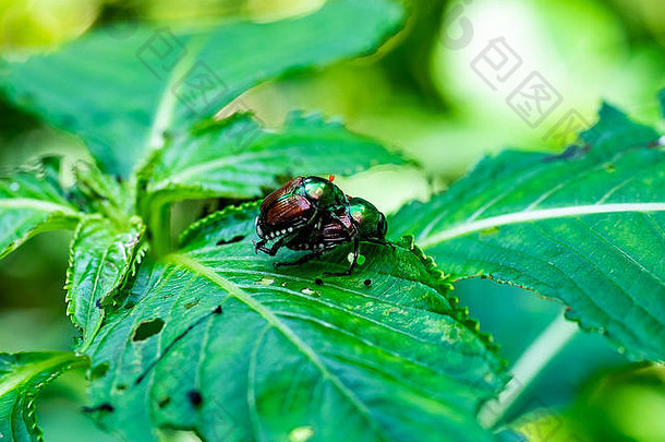 彩虹色的日本甲虫在自然保护区的一片叶子上交配。在世界许多地方，这些昆虫是<strong>入侵物种</strong>。这里，他们在
