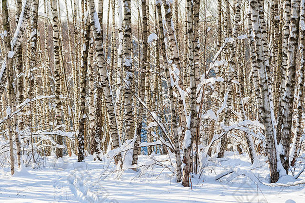 <strong>冬季</strong>森林或小树林中被雪覆盖的桦树。<strong>初冬</strong>傍晚温暖的光线。色彩、灯光和阴影的游戏