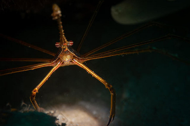 位于荷属安的列斯群岛博内尔的某个特殊潜水地点的黄线箭蟹（Stenorhyncus seticornis）