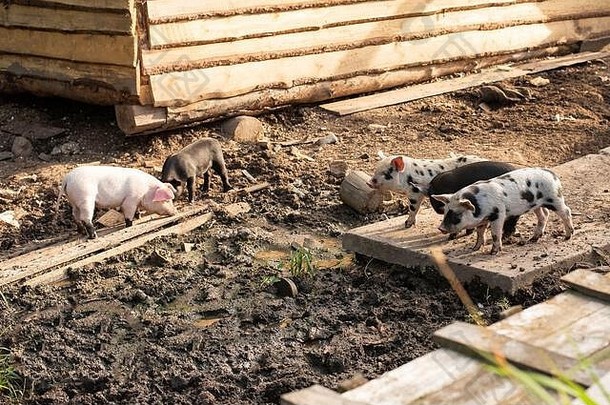 家养农场里不同颜色的小猪。