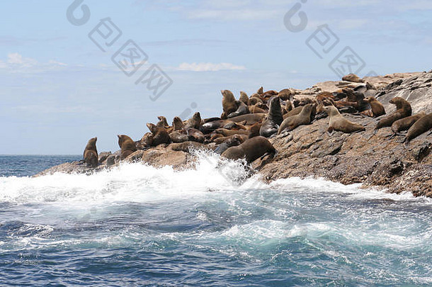 <strong>澳大利亚塔斯</strong>马尼亚州布鲁尼岛的<strong>澳大利亚</strong>毛皮海豹