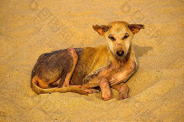我的流浪狗在沙滩上坐在沙滩上