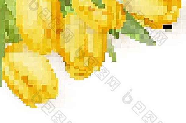 一束黄色郁金香。EPS 10