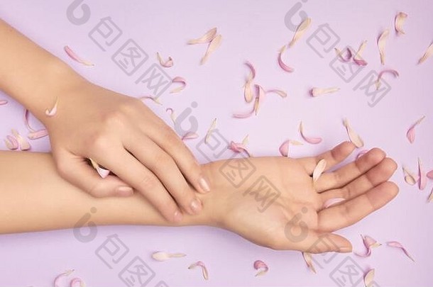 紫罗兰色背景下，温柔女人手上的粉红色花瓣。美容院广告的概念。母亲节礼券。