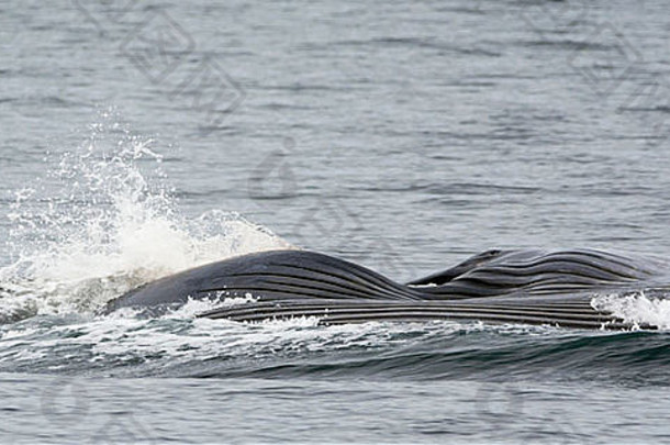 墨西哥巴哈科尔特斯海，摄食<strong>蓝鲸</strong>眼和喉袋