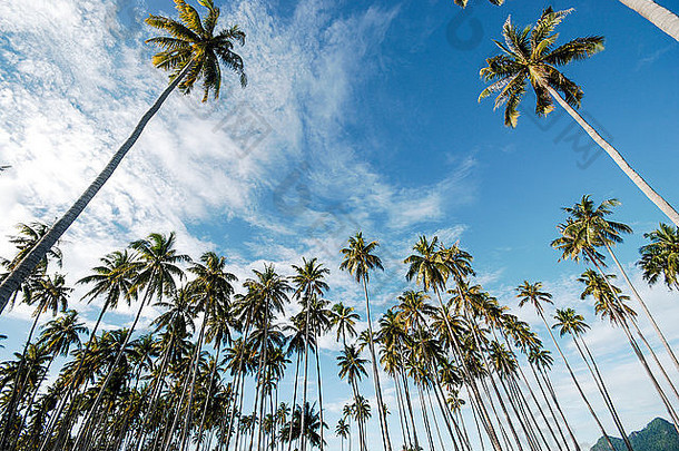 椰子树景观视图马布岛麦加岛