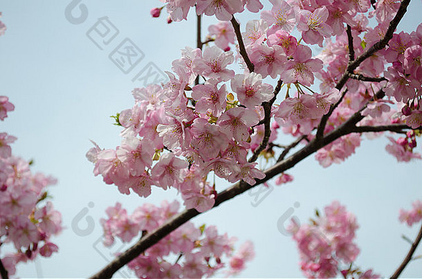 美丽的粉红色樱花（樱花）在日本盛开