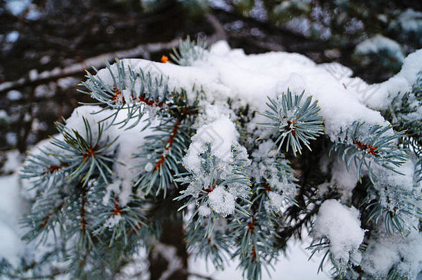 在<strong>一</strong>个冬天阳光明媚、霜冻的日子里，蓝云杉的<strong>一</strong>根树枝上覆盖着<strong>蓬</strong>松的白雪