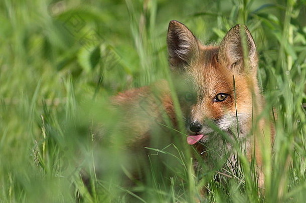 春天的红狐小狗