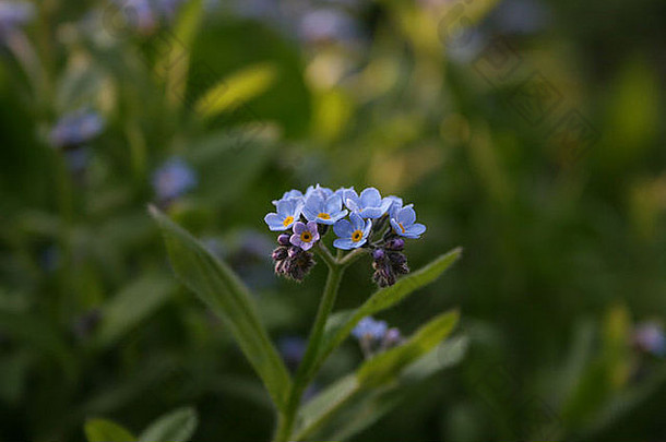 野生蓝色的花