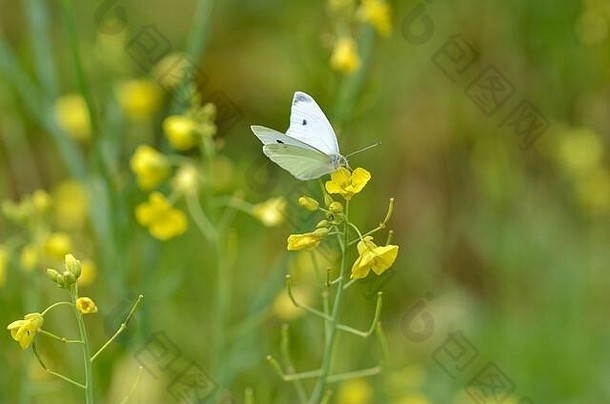 白色卷心菜蝴蝶休息黄色的花