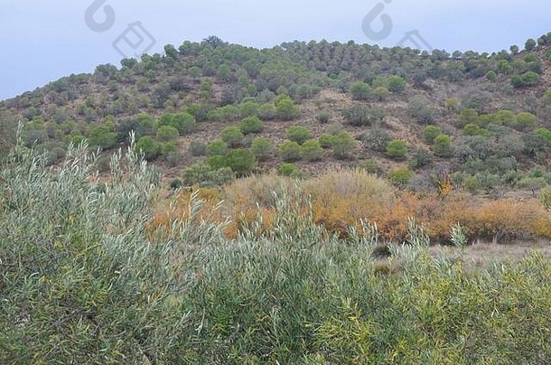 下瓜迪亚纳河谷（葡萄牙南部阿伦特乔和阿尔加维）的小型橄榄园和地中海林地栖息地