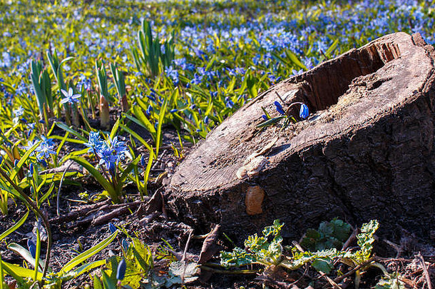 黄金时代，在第一批春天野花的背景下，树桩上有一朵蓝色的小花