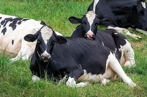 幸福母牛相爱，持续农业