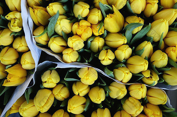 阿姆斯特丹市场桶里有很多黄色郁金香