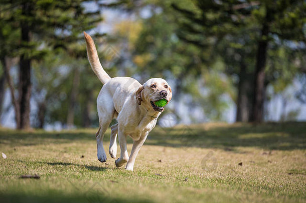 在草地上玩耍的拉布拉多猎犬