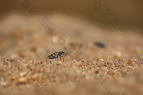 沙粒上的小虫子特写镜头